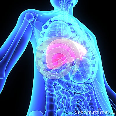 Liver Stock Photo